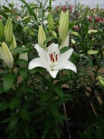 [4254 Sambuca 2N No01.JPG]